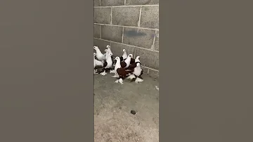 أشعل بحمر طيور العراق 