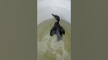 cara menjinakan ruak  ruak giras