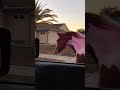 Police deputy in Florida finds a runaway horse