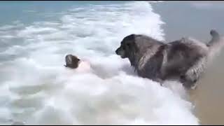 Küçük Çocuğun Denizde İleriye Gitmesine Izin Vermeyen Harika Köpek