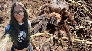 Finding WILD TARANTULAS, Black Widows & MORE!!