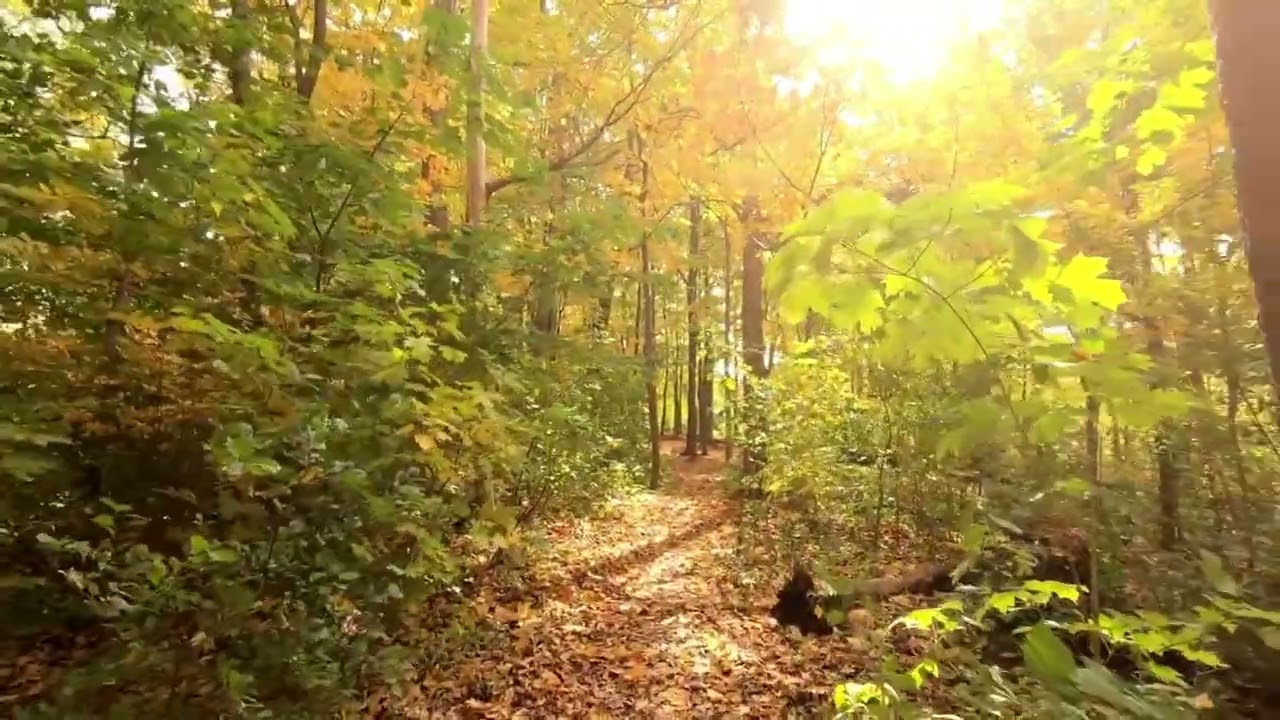 No Copyright Video 【4K】 - Royalty freeFootage - Background Video - Free StockFootage