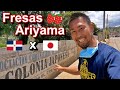 Fresas Ariyama : Colonia Japonesa Constanza República Dominicana | 日系移民のイチゴ農園 ドミニカ共和国の日本人入植地