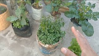 True Home Gardening Hacks that Actually Works 😉 Best Vegetables Growth Easy Diys 