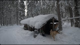 We arrived at the hut, cleared the snow, caught a sable and killed an elk from the approach.