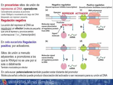 Vídeo: Diferencia Entre Regulación Genética Positiva Y Negativa