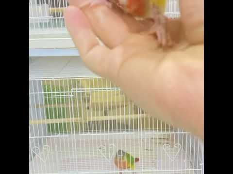 كنيور بانابول المكان العين 0509835355 انسقرام 