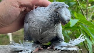 Узбекские голуби Pigeons الحمام Tauben  merpati کبوتر 鴿子 ハトkaʙūtar güvercinler porumbei 24/05/24