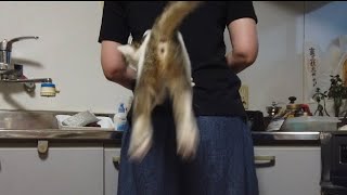 ヘイ尻！