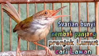 5 varian bunyi nembak panjang emosi prenjak lumut cari lawan