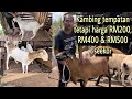 Tak terjejas harga kambing murah kerana sebab ini