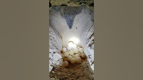 Cận cảnh rùa đẻ trứng tại Côn Đảo #condaoisland #condaotrip #tourcondao