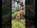 柴犬コロ 衝撃の柴犬😂 #柴犬コロ #おすすめ #柴犬 #dog #shibainu