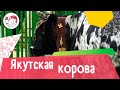 Якутская корова. Особенности породы, уход