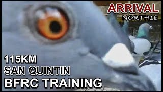 Bfrc San Quintin 115Km Training Racing Pigeon