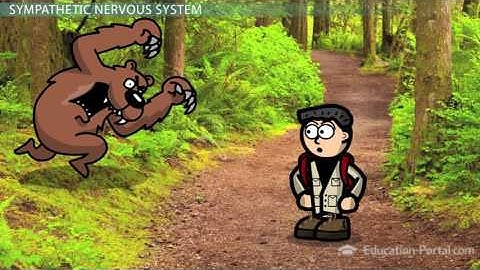 Sympathetic and Parasympathetic Nervous Systems