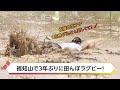 福知山で3年ぶりに田んぼラグビー！佐藤由菜アナ「1回飛び込むと楽しくて!」｜KBS京都テレビ
