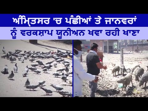 Amritsar में Birds और Animals को Workshop Union खिला रही खाना