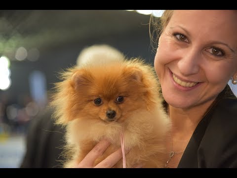Video: Razza Canina Spitz Finlandese Ipoallergenico, Salute E Durata Della Vita