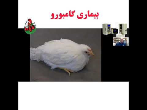 بیماری گامبورو مرغ