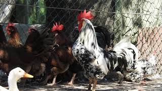 Relaxing Chicken Videos To Release Everyday Stress - Chickens And Roosters In Everyday Life