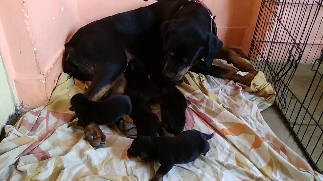 One week old rottweiler puppies - YouTube