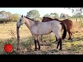 🏁 Horse Racing / Carreras de caballos 🏇🏇 Las piedras Bolívar, Colombia. 22 enero 2023