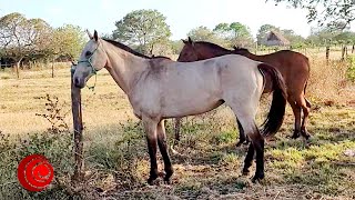 🏁 Horse Racing / Carreras de caballos 🏇🏇 Las piedras Bolívar, Colombia. 22 enero 2023
