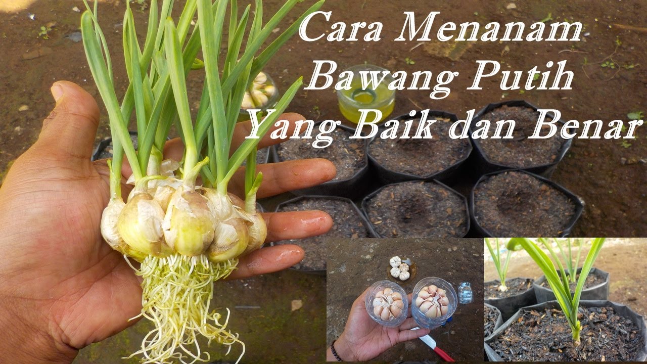  cara menanam bawang putih  di polybag anti gagal YouTube