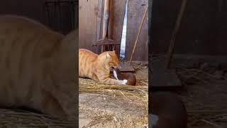 🙀 Cat vs Weasel: Savage Barn Fight #CatvsWeasel #AnimalFight #Nature