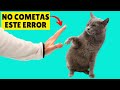 Los 11 ERRORES más comunes al ENTRENAR A TU GATO (según los expertos)