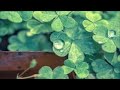 【作業用BGM】卒業ソング 癒しオルゴール メドレーII 作業+勉強+睡眠 Healing music box TV