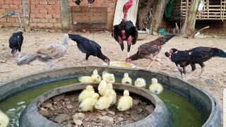 Ducklings Yellow Famaly l Ducklings feed on chickens intimately ep65 l Cute Ducklings' Swim