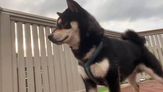 THREAT DETECT.. shibe protec mode?