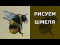 🐝 Как нарисовать шмелей. Рисуем шмеля. Bumblebee