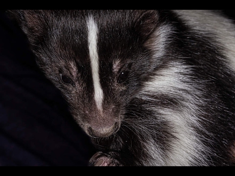 Surprise Skunk under house - Feb 14th - YouTube Ron Williams