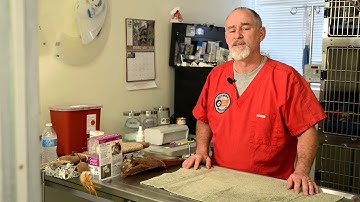 How to Stop Dogs From Chewing Wood : Pet Behavior