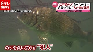 犯人は？「カメラが記録」千葉で生産量激減“江戸前のり”（2020年10月13日放送「news every.」より）