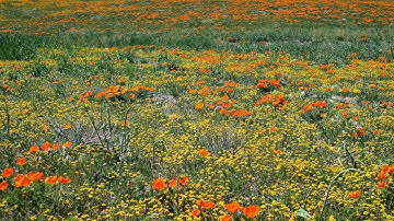 Watch me play Blockman Multiplayer for MCPE via Omlet Arcade!