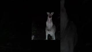 Phantom Kangaroos
