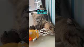 Cat Gets Spoiled Playing With Moving Octopus Toy