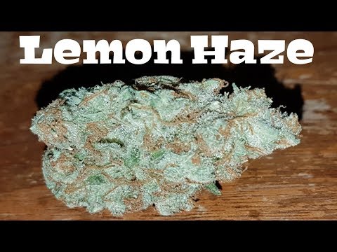 Canadian Cannabis Strain Review - Lemon Haze
