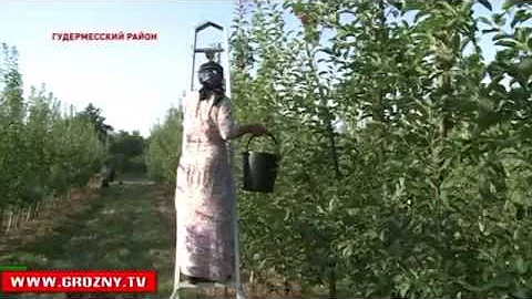 Сбор фруктов в Чечне