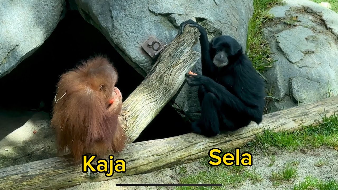 Baby Orangutan Plays With Gibbon