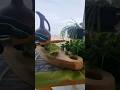 разделочная доска своими руками  #cuttingboard #diy#woodworking