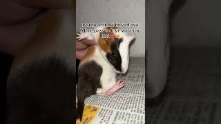Pocket-sized happinesses 🤗🎀. #youtubeshorts #hamster #cutehamsterloveee #animallovers #pets