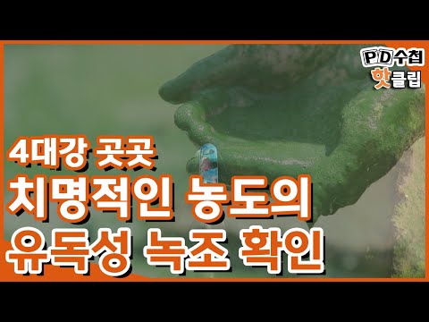 [PD수첩 핫클립] 4대강 곳곳 유독성 <strong>녹조</strong>, 정부는 ‘이상 없다’?_MBC PD수첩 2021년 8월 24일 방송