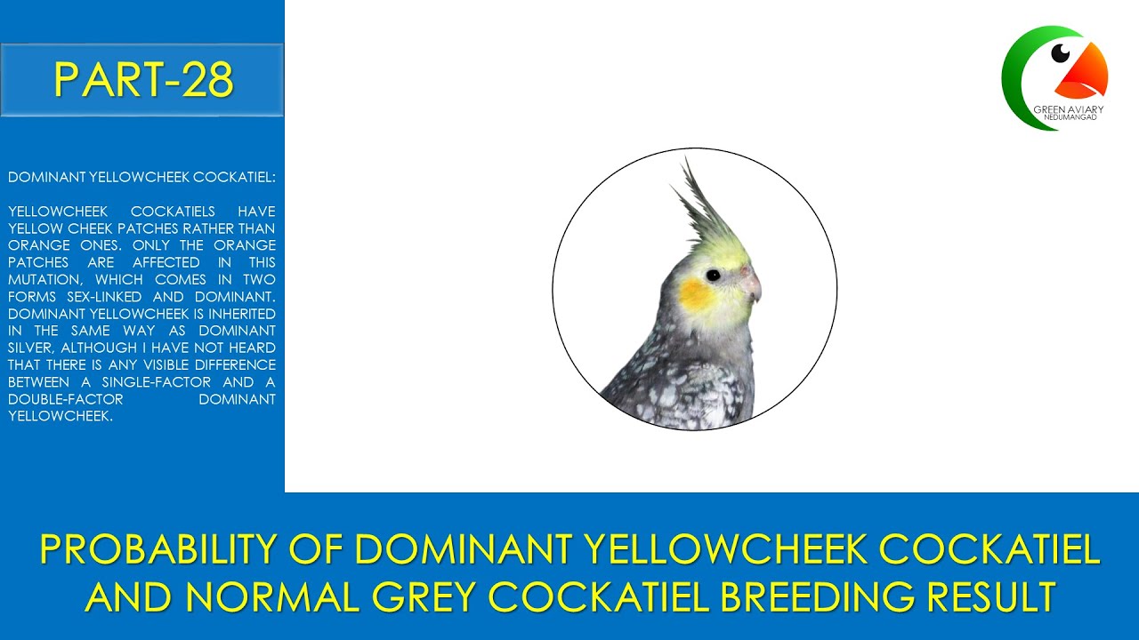 DOMINANT YELLOWCHEEK COCKATIEL AND NORMAL GREY COCKATIEL BREEDING
