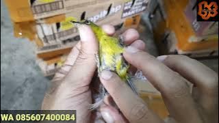 SEEKARANG KIAN LANGKA, UNBOXING BURUNG PALING DI CARI KICAU MANIA JESS..❗❗❗