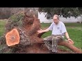 Engineering Principles for Removing a Large Tree Stump